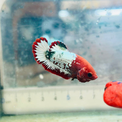 Plakat Red Fancy Copper Female Betta 154 Female betta