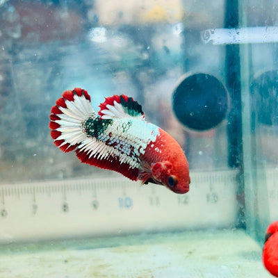 Plakat Red Fancy Copper Female Betta 154 Female betta