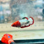 Plakat Red Fancy Copper Female Betta 154 Female betta