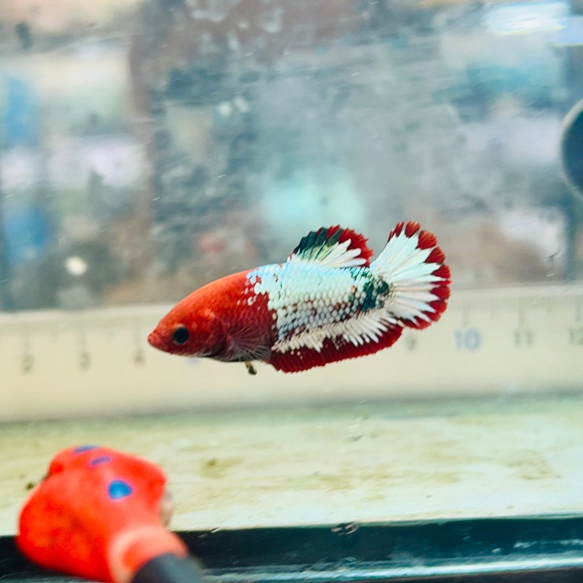 Plakat Red Fancy Copper Female Betta 154 Female betta