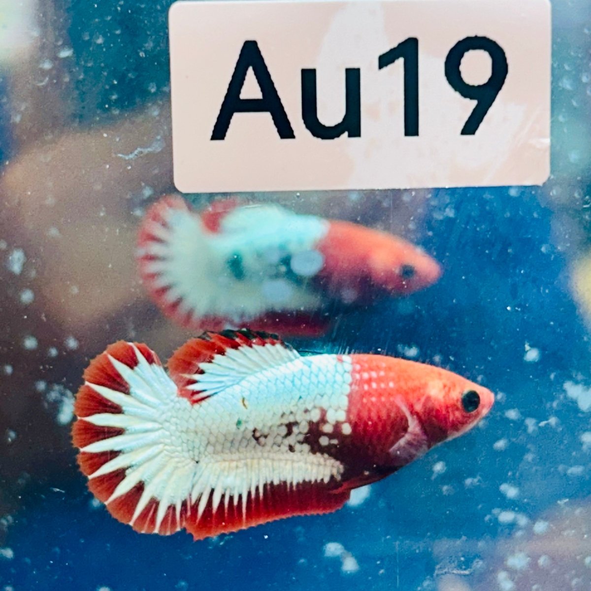 Plakat Red Fancy Copper Female Betta - #Au19