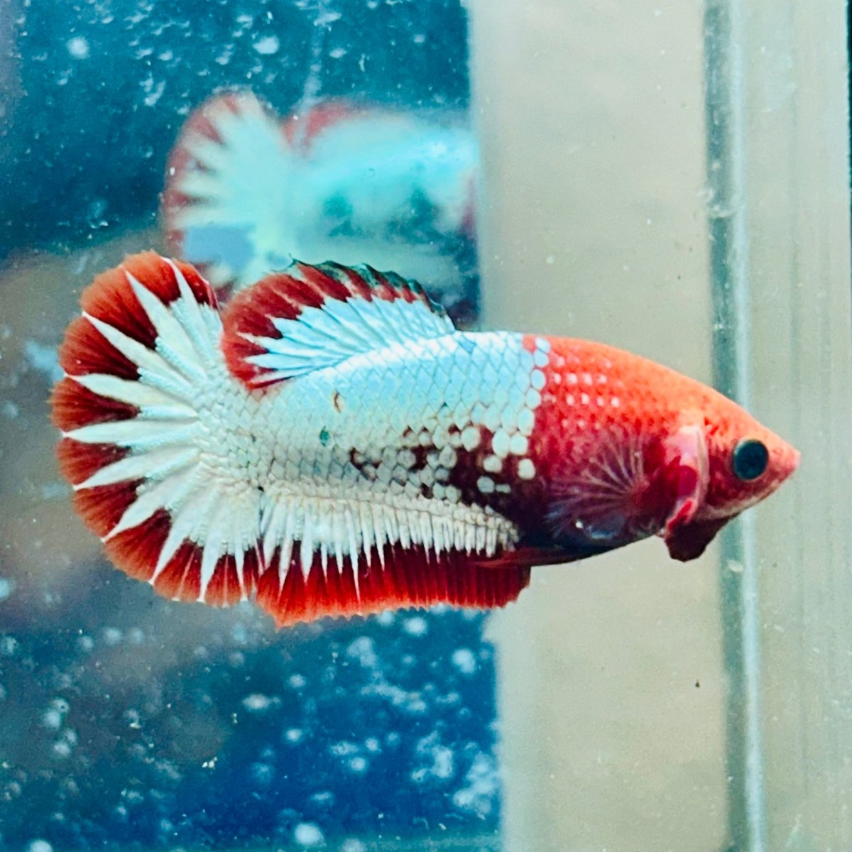 Plakat Red Fancy Copper Female Betta - #Au19