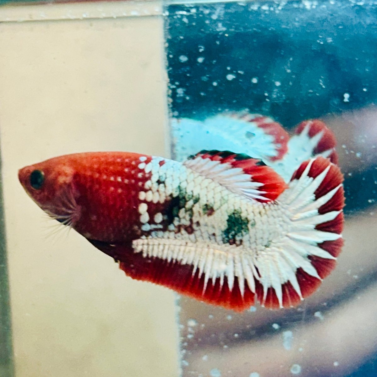 Plakat Red Fancy Copper Female Betta - #Au19
