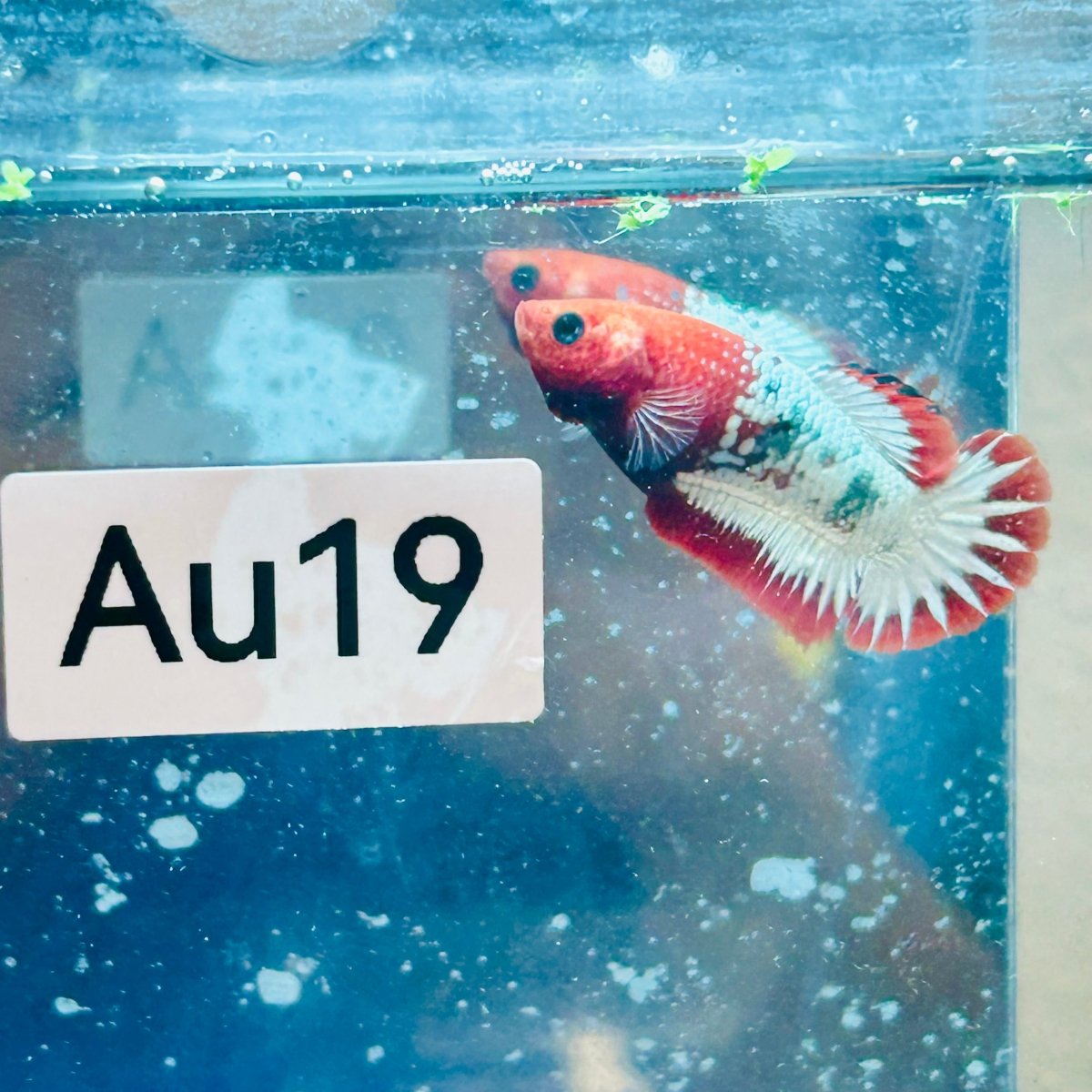 Plakat Red Fancy Copper Female Betta - #Au19