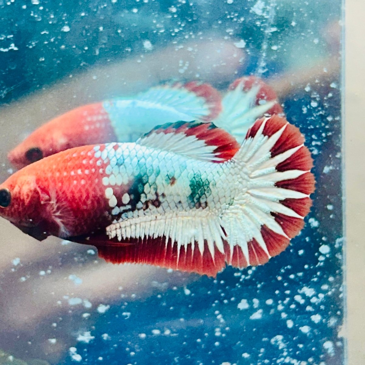 Plakat Red Fancy Copper Female Betta - #Au19