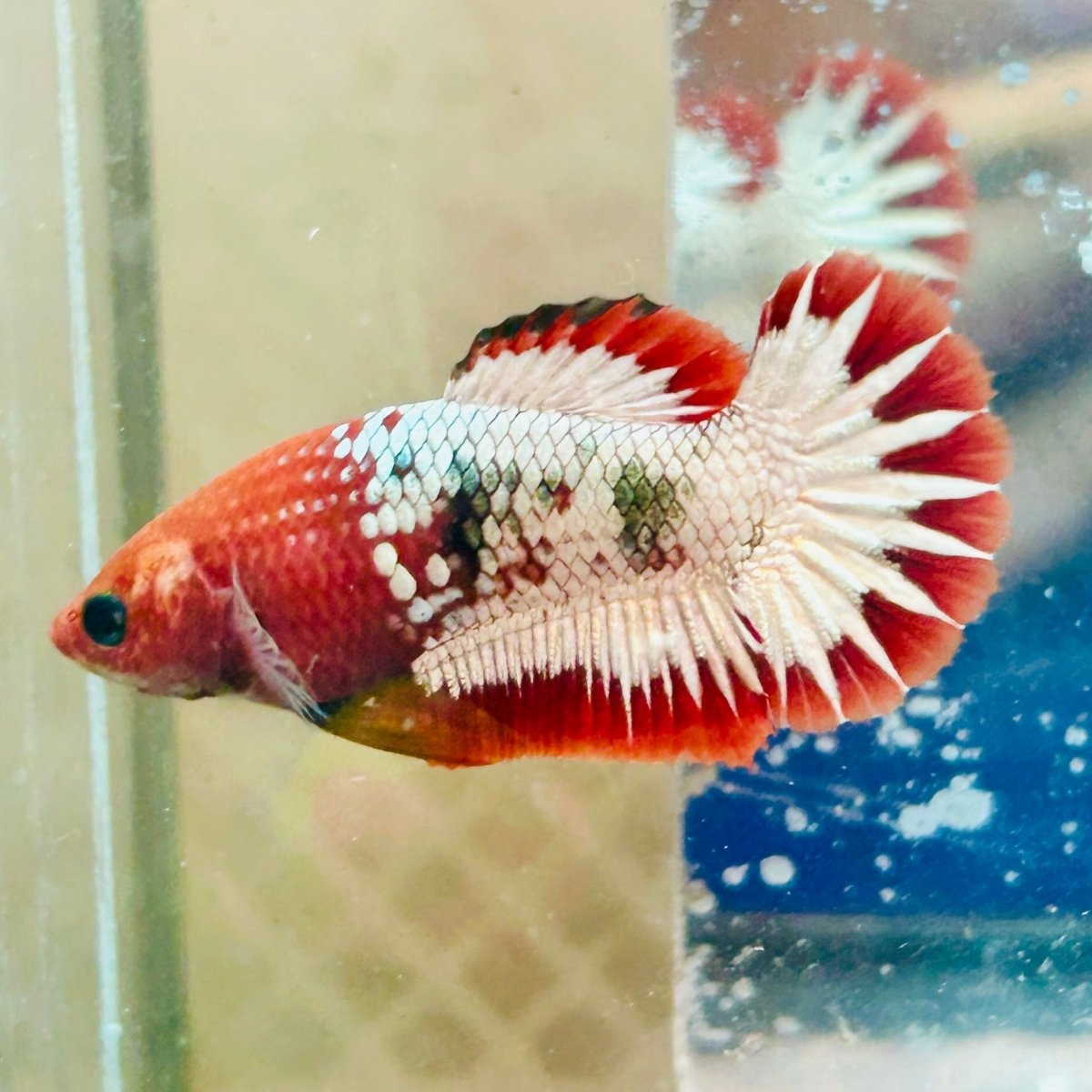 Plakat Red Fancy Copper Female Betta - #Au19
