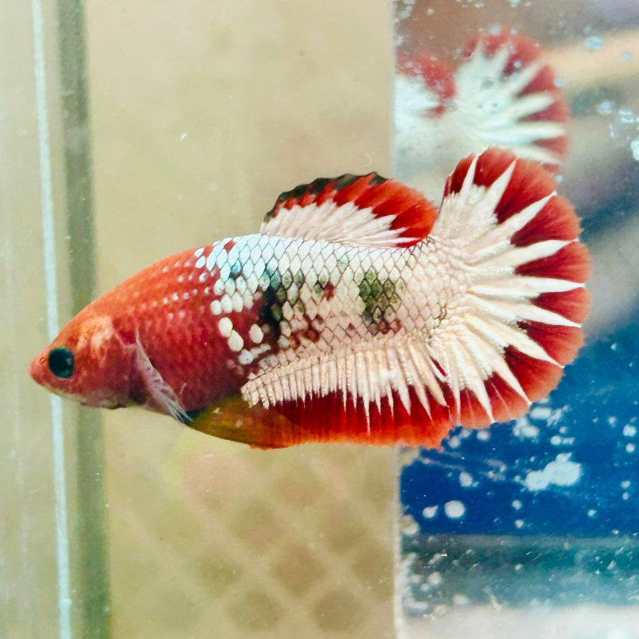 Plakat Red Fancy Copper Female Betta - Au19 betta