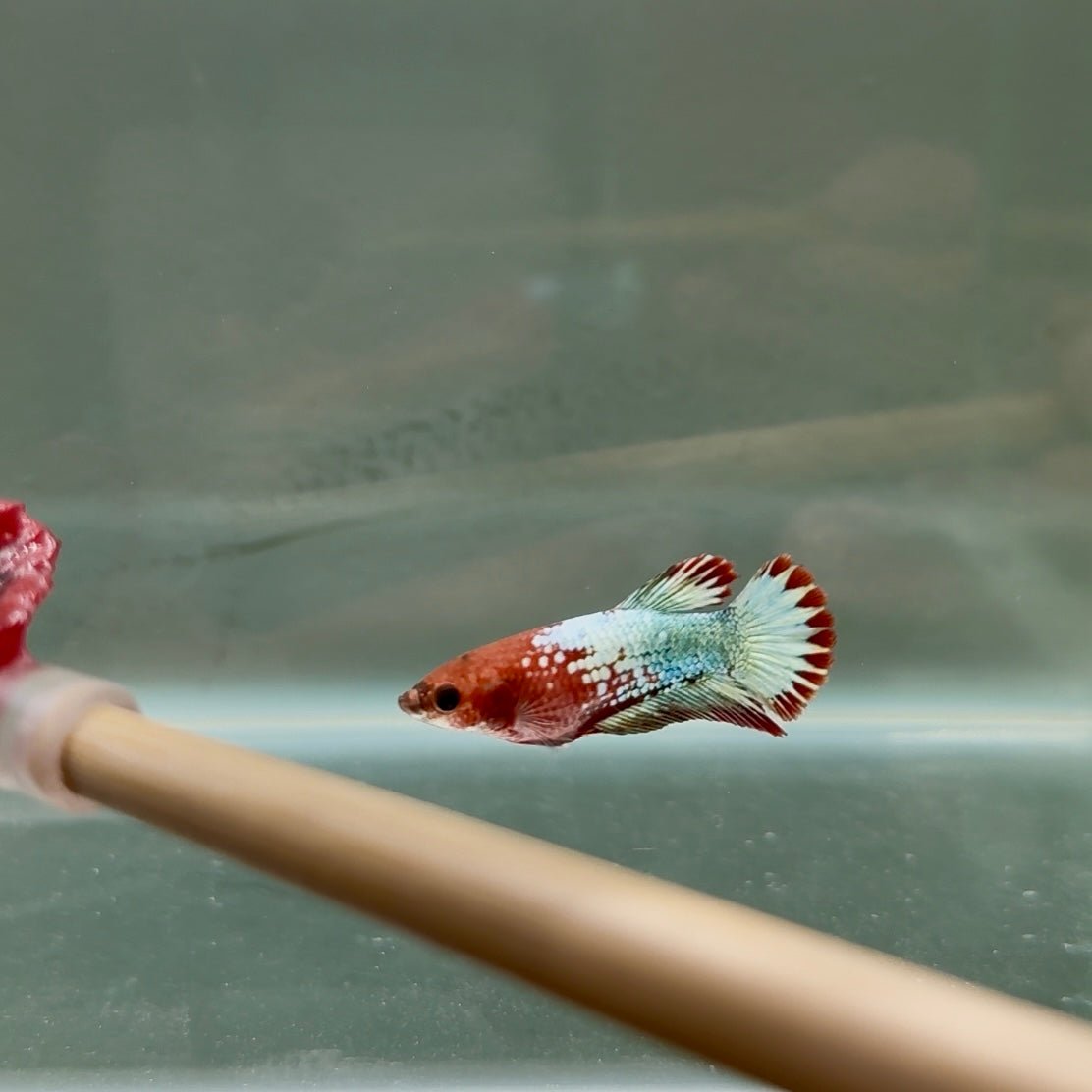 Plakat Red Fancy Copper Female Betta D11