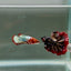 Plakat Red Fancy Copper Female Betta D11