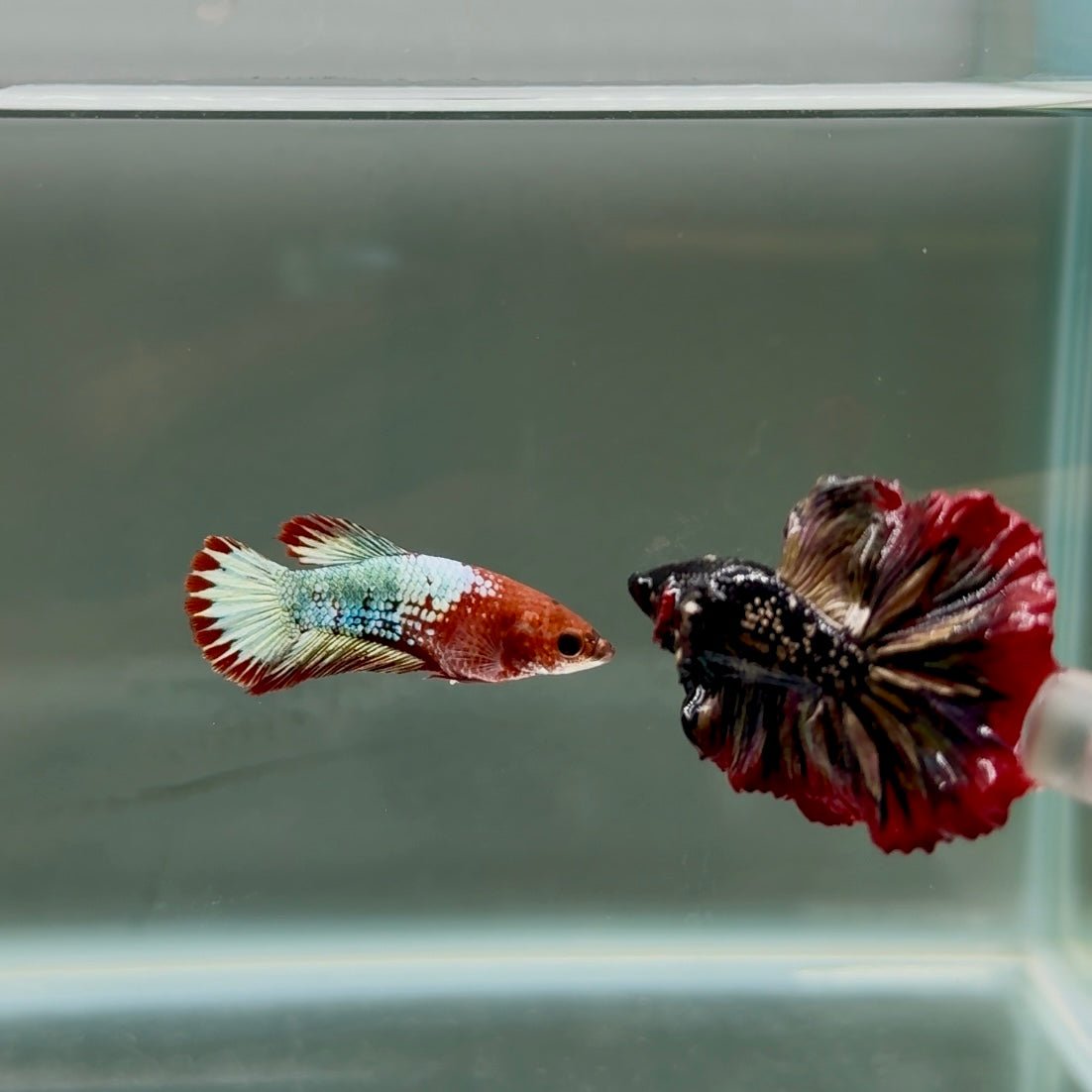 Plakat Red Fancy Copper Female Betta D11