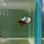 Plakat Red Fancy Copper Female Betta D26