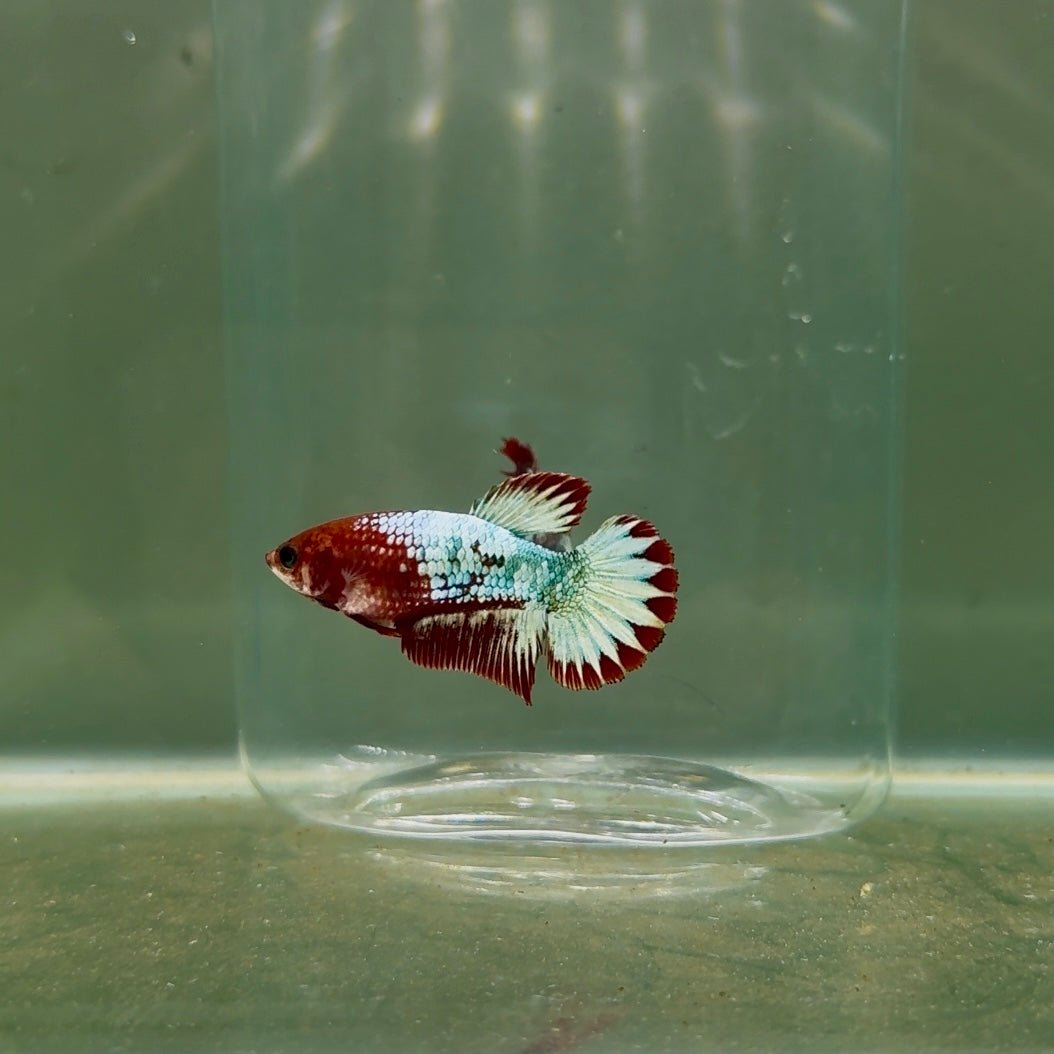 Plakat Red Fancy Copper Female Betta D26
