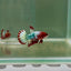 Plakat Red Fancy Copper Female Betta D26