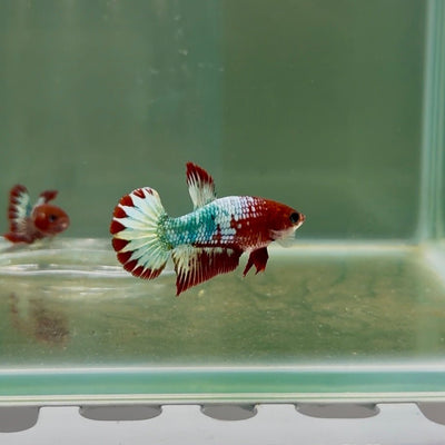 Plakat Red Fancy Copper Female Betta D26