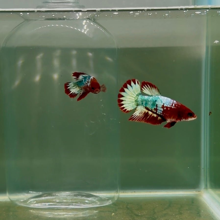 Plakat Red Fancy Copper Female Betta D26