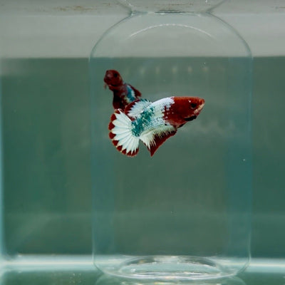 Plakat Red Fancy Copper Female Betta D28