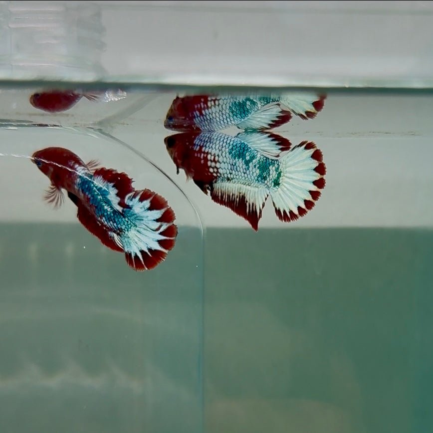 Plakat Red Fancy Copper Female Betta D28