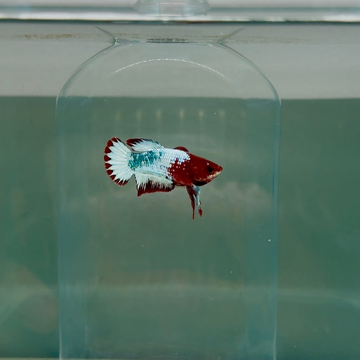 Plakat Red Fancy Copper Female Betta D28