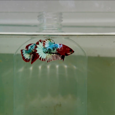 Plakat Red Fancy Copper Female Betta D29