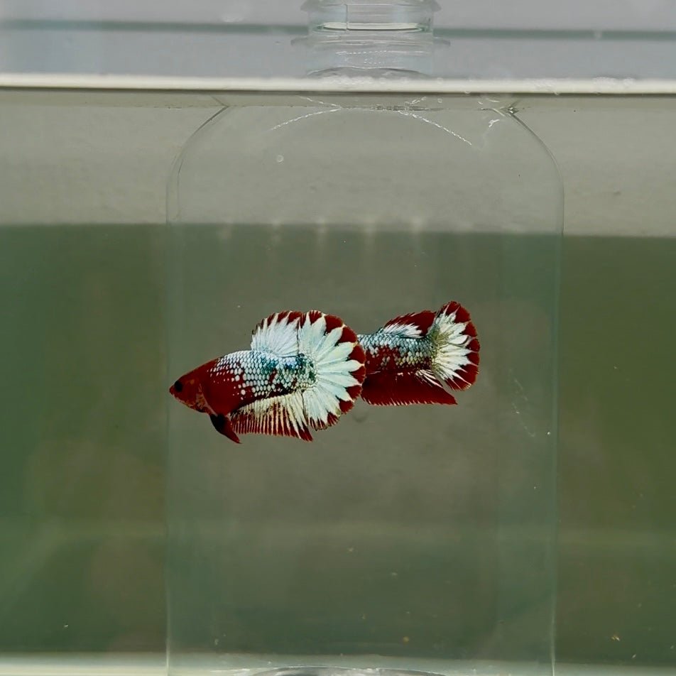 Plakat Red Fancy Copper Female Betta D33