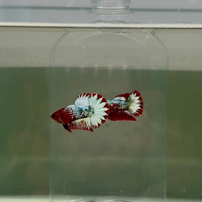 Plakat Red Fancy Copper Female Betta D33
