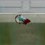 Plakat Red Fancy Copper Female Betta D33