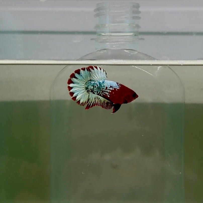 Plakat Red Fancy Copper Female Betta D33