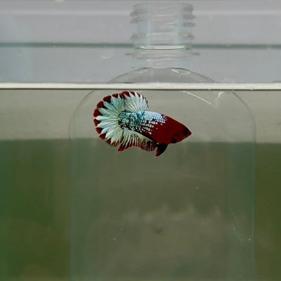 Plakat Red Fancy Copper Female Betta D33