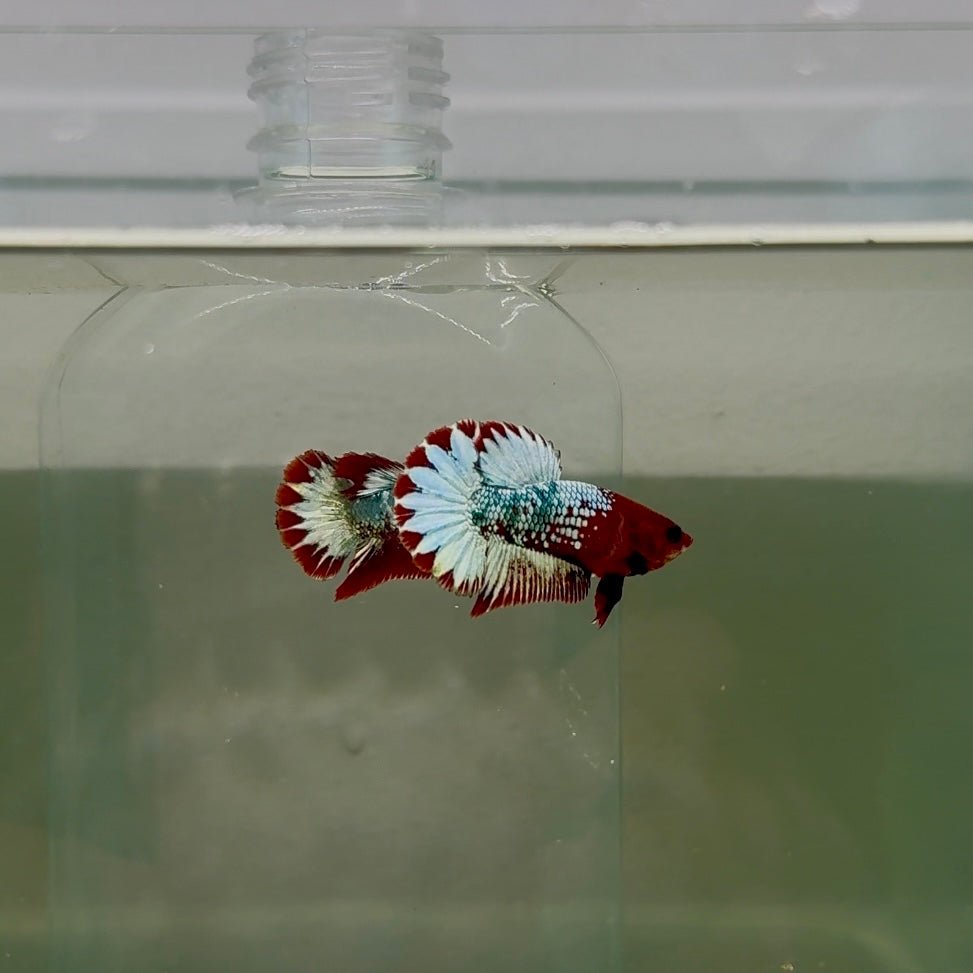 Plakat Red Fancy Copper Female Betta D33