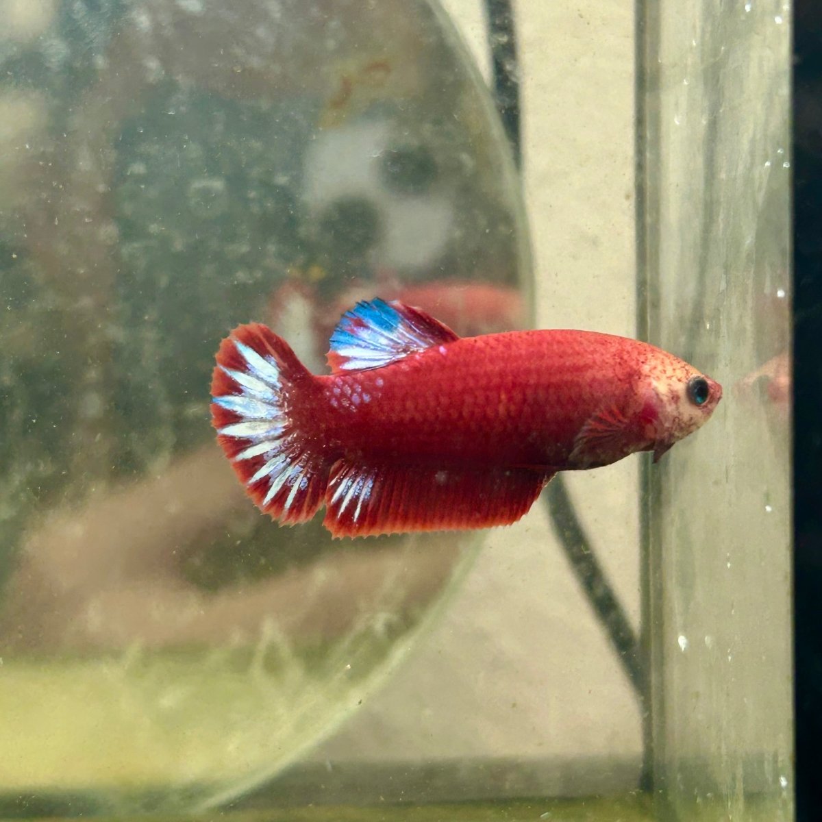 Plakat Red Fancy Copper Female Betta F34