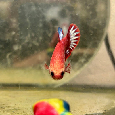 Plakat Red Fancy Copper Female Betta F34
