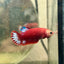 Plakat Red Fancy Copper Female Betta F34