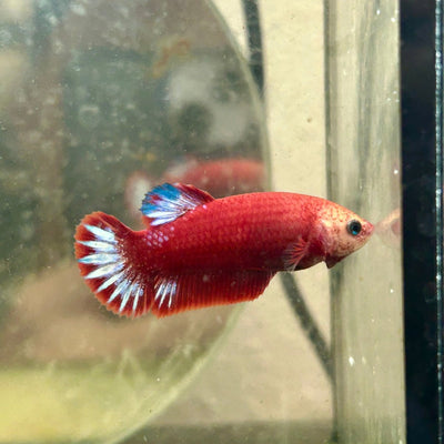 Plakat Red Fancy Copper Female Betta F34