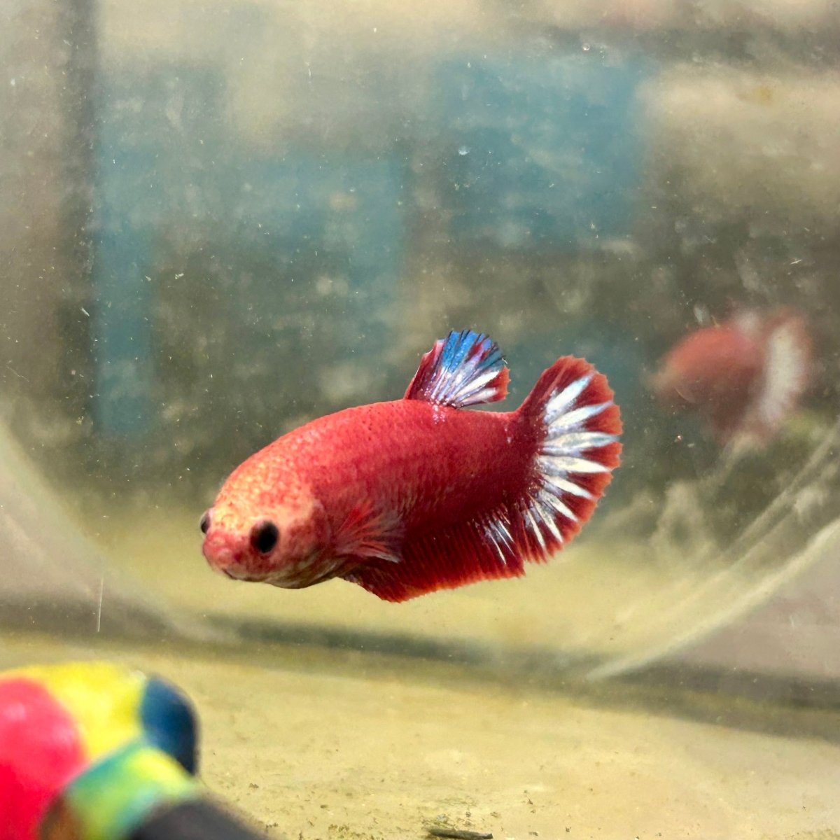 Plakat Red Fancy Copper Female Betta F34