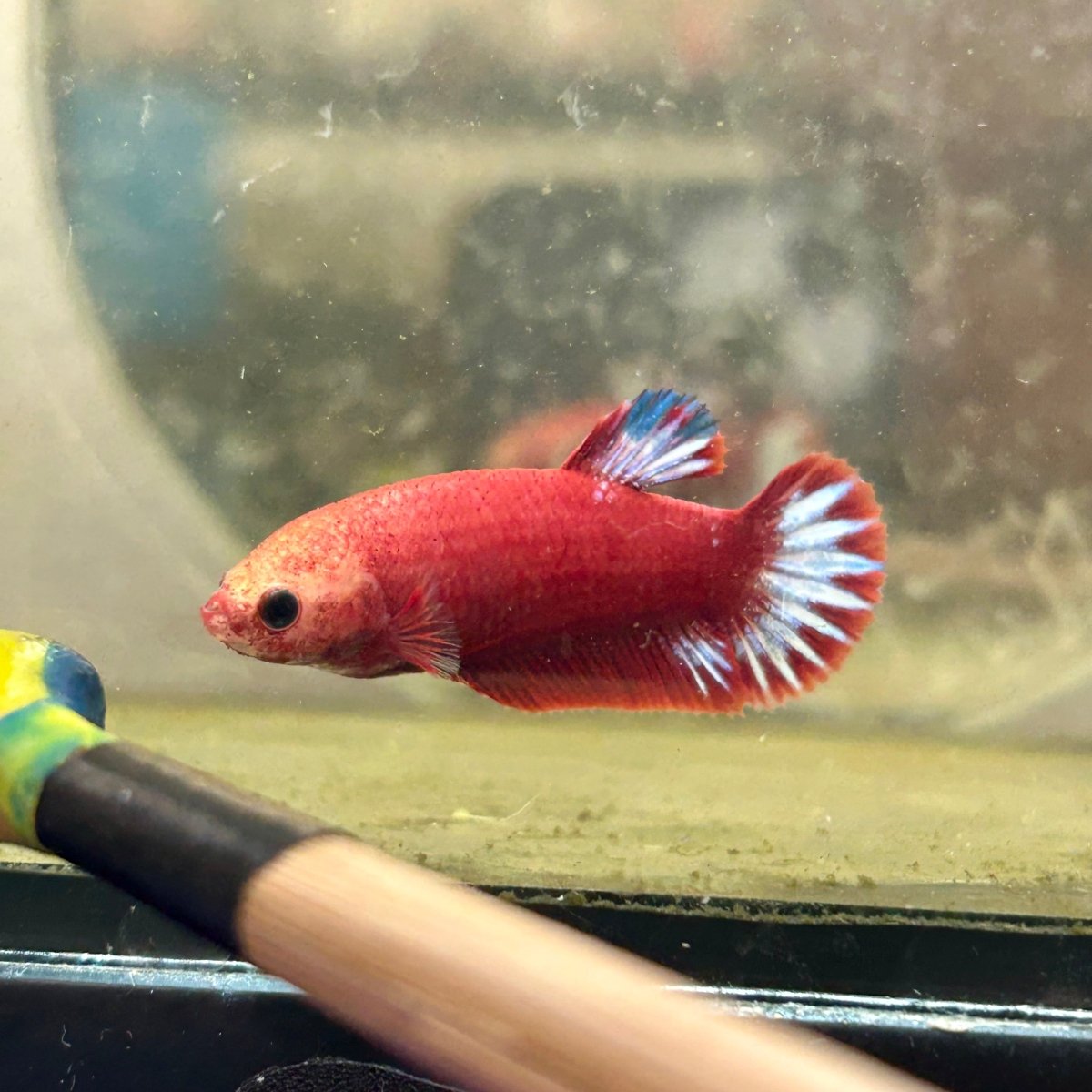 Plakat Red Fancy Copper Female Betta F34