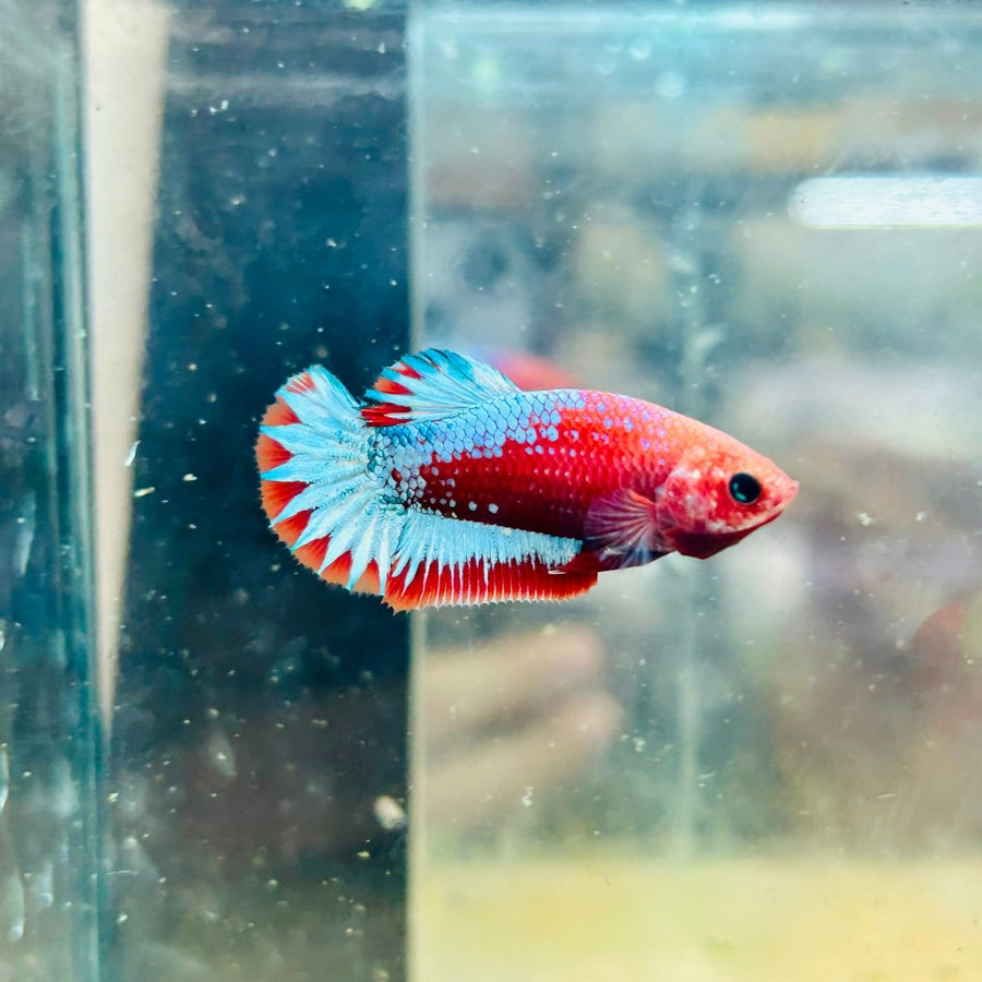 Plakat Red Fancy Copper Female Betta  Female betta