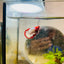 Plakat Red Fancy Copper Female Betta Female betta