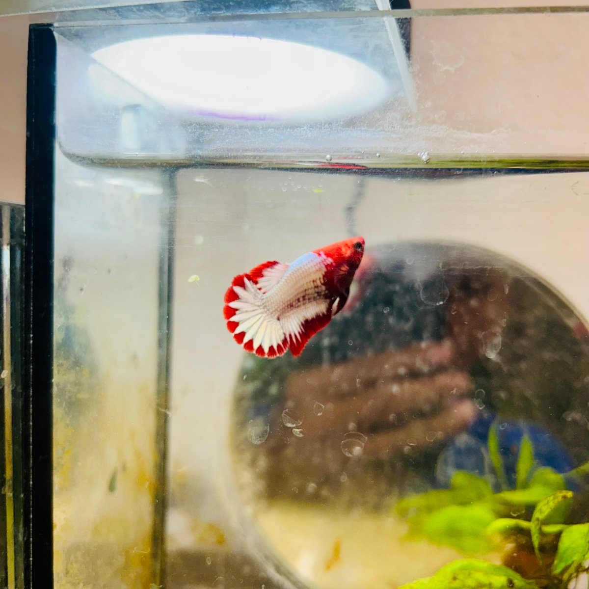 Plakat Red Fancy Copper Female Betta