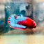 Plakat Red Fancy Copper Female Betta  Female betta