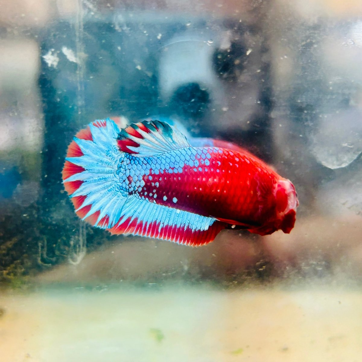 Plakat Red Fancy Copper Female Betta  Female betta