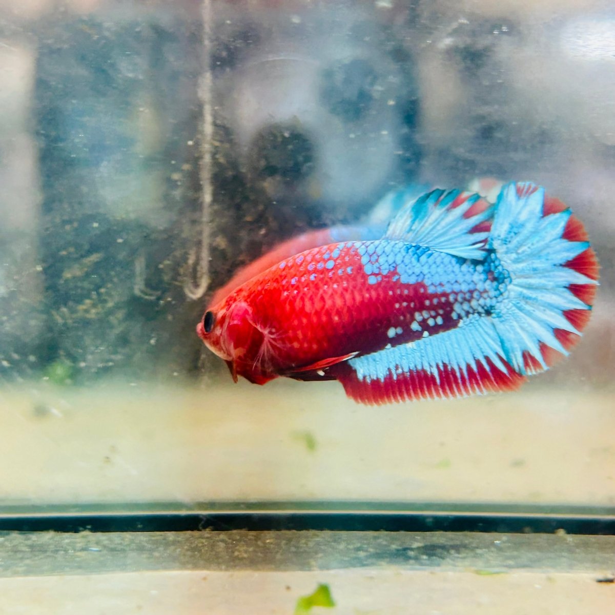Plakat Red Fancy Copper Female Betta  Female betta
