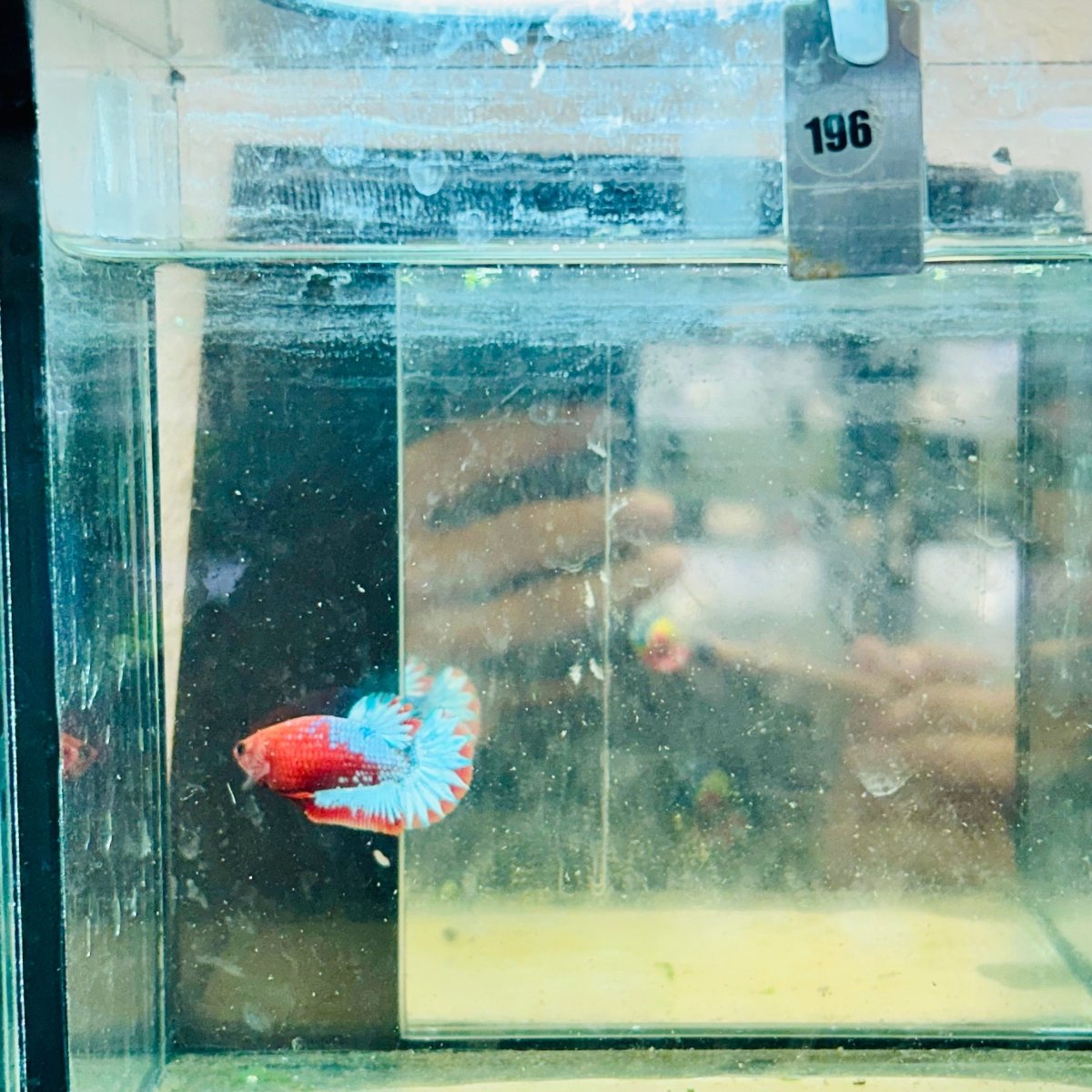 Plakat Red Fancy Copper Female Betta  Female betta