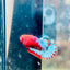 Plakat Red Fancy Copper Female Betta  Female betta