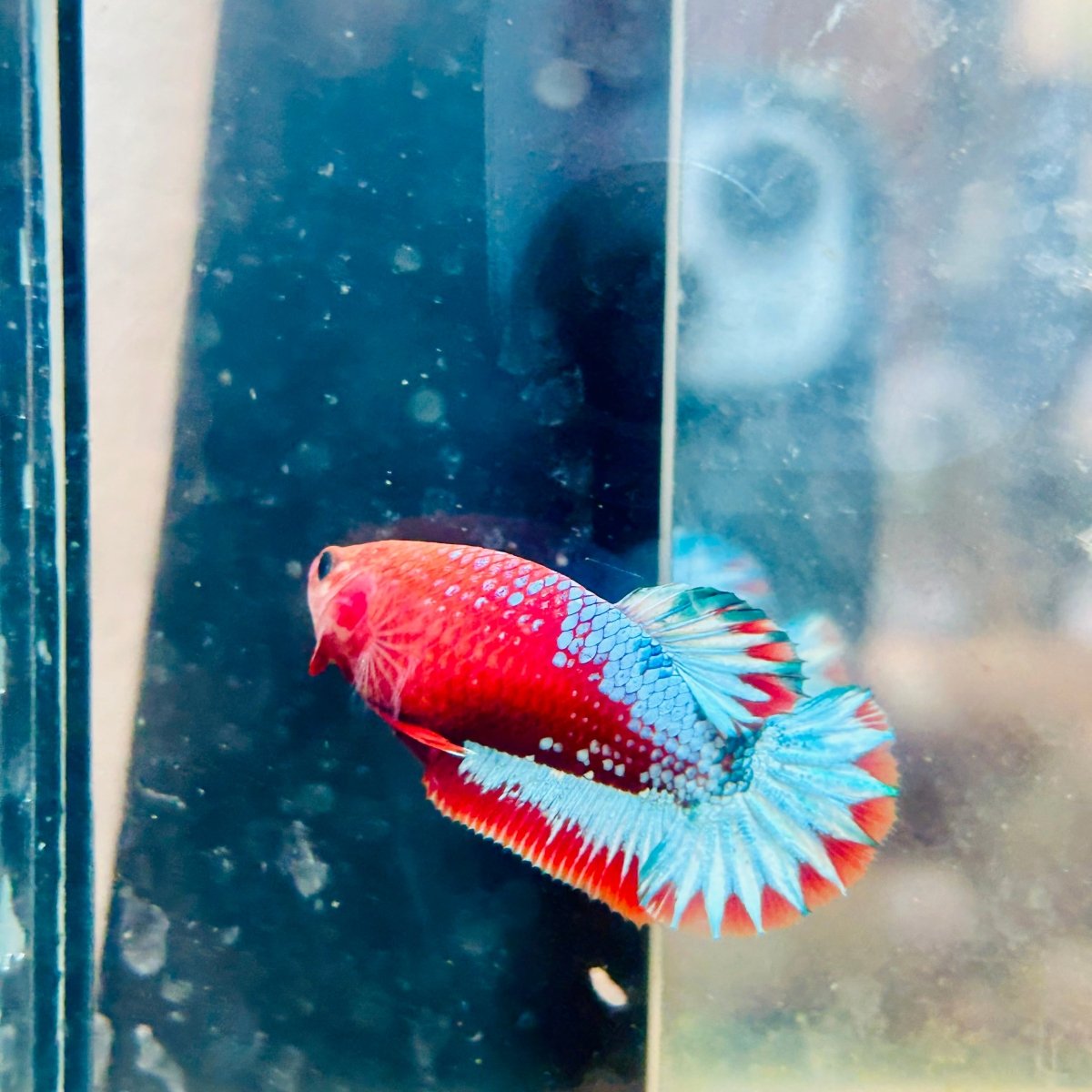 Plakat Red Fancy Copper Female Betta #196
