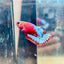 Plakat Red Fancy Copper Female Betta  Female betta