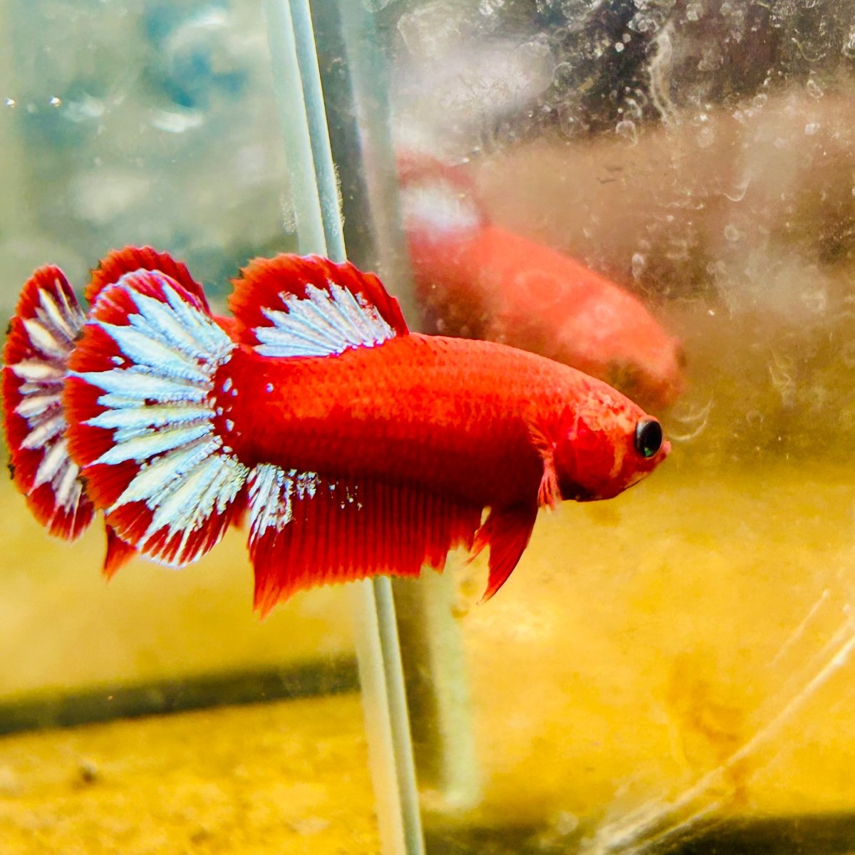Plakat Red Fancy Copper Female Betta - JU32 Male betta