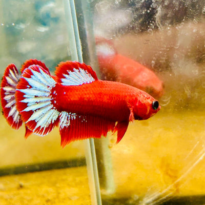 Plakat Red Fancy Copper Female Betta - JU32 Male betta