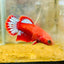 Plakat Red Fancy Copper Female Betta - JU32 Male betta