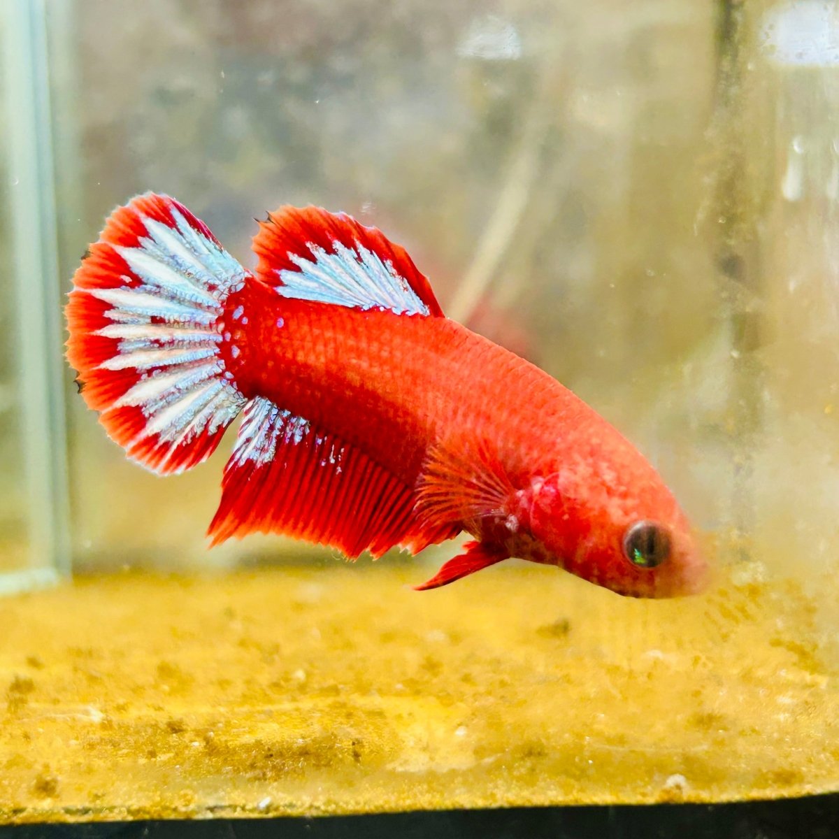 Plakat Red Fancy Copper Female Betta - JU32 Male betta