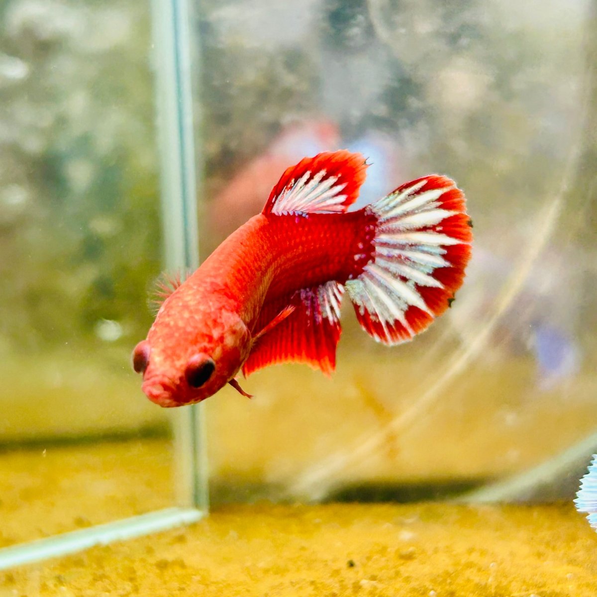 Plakat Red Fancy Copper Female Betta - JU32 Male betta